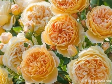 大花香水月季的养护方法，分享10种花香飘满屋