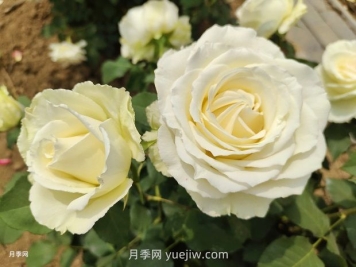十一朵白玫瑰的花语和寓意