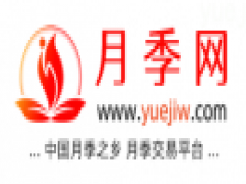 中国上海龙凤419，月季品种介绍和养护知识分享专业网站